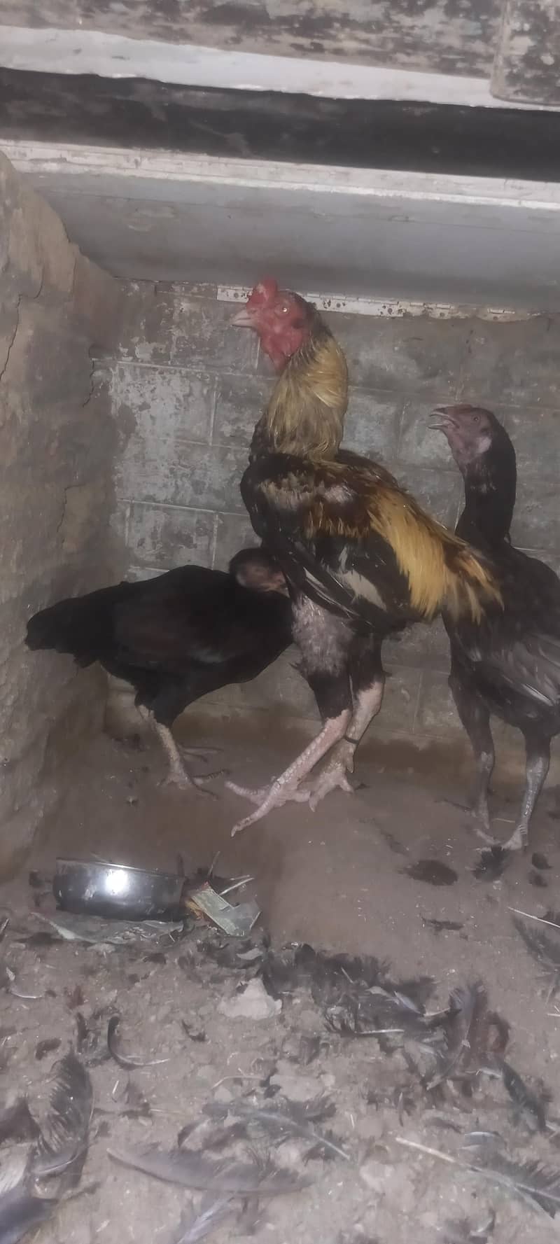 aseel pair 7