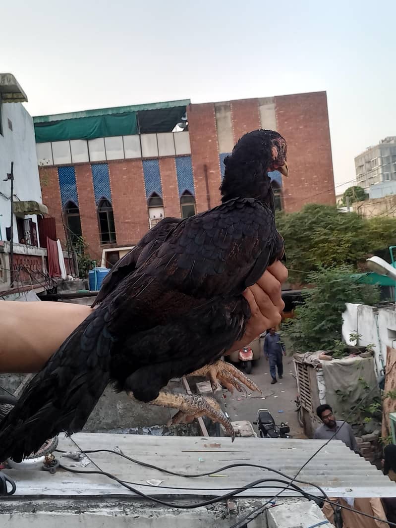 aseel pair 8
