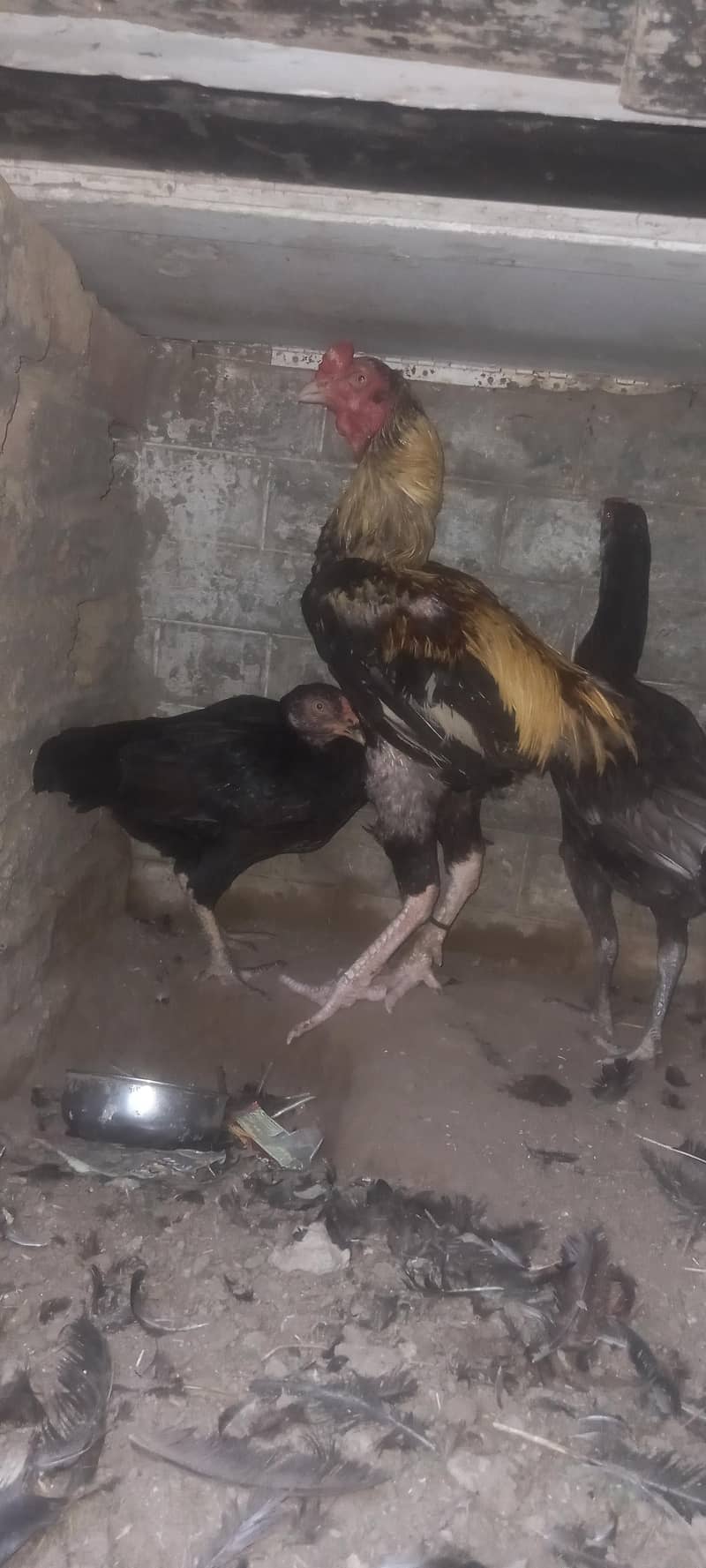 aseel pair 9