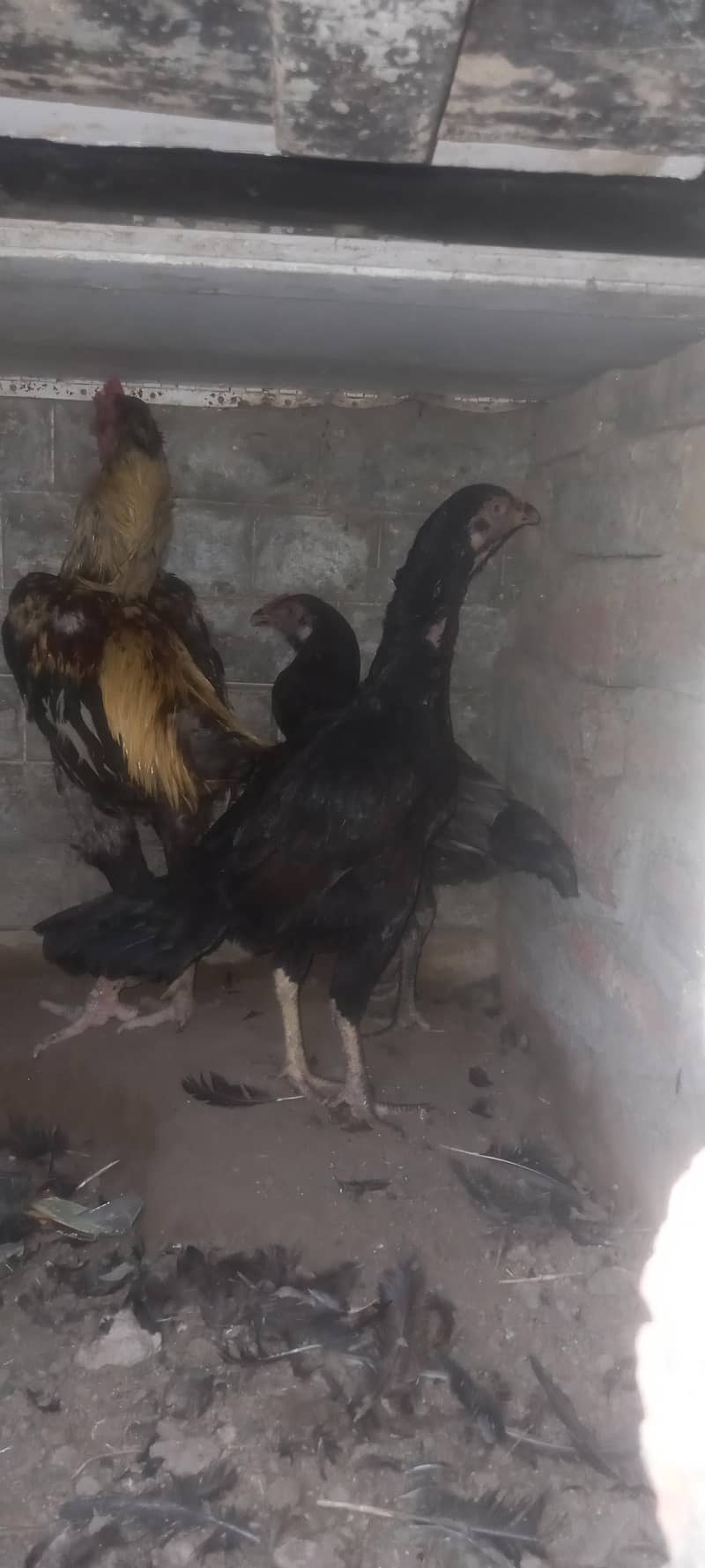 aseel pair 11