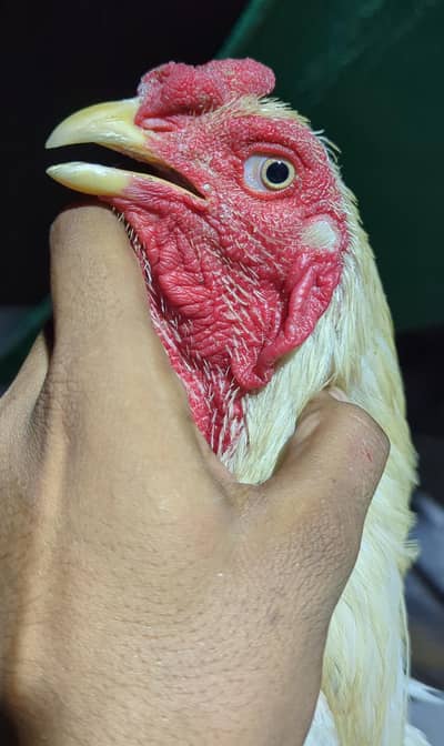 White Thai (trad burmi) Young Patha Available