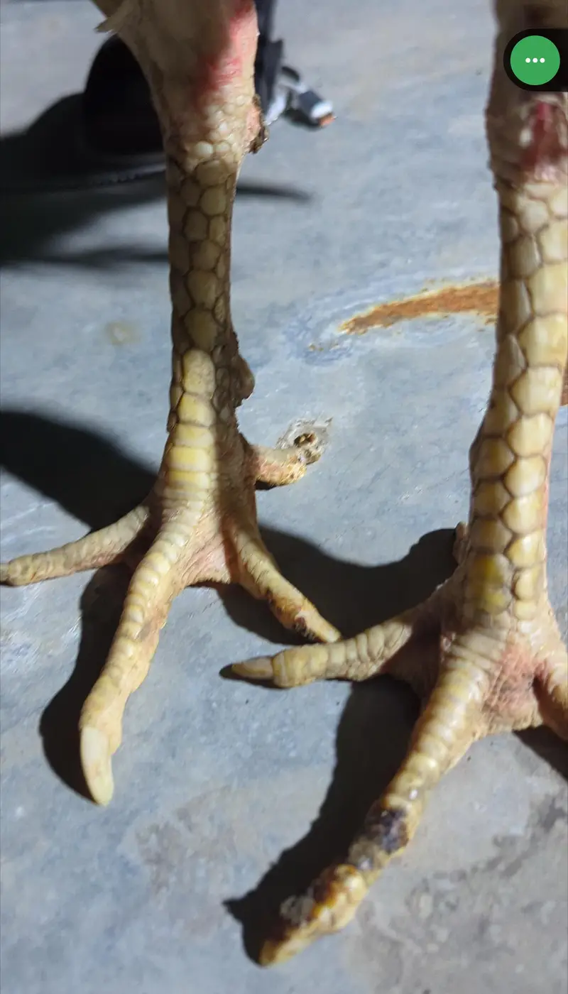 White Thai (trad burmi) Young Patha Available — photo 2