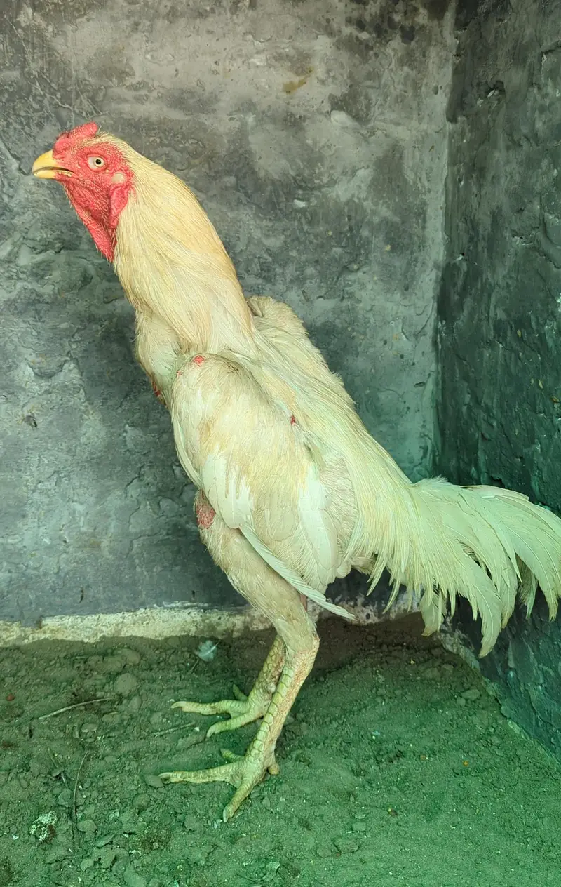White Thai (trad burmi) Young Patha Available — photo 3