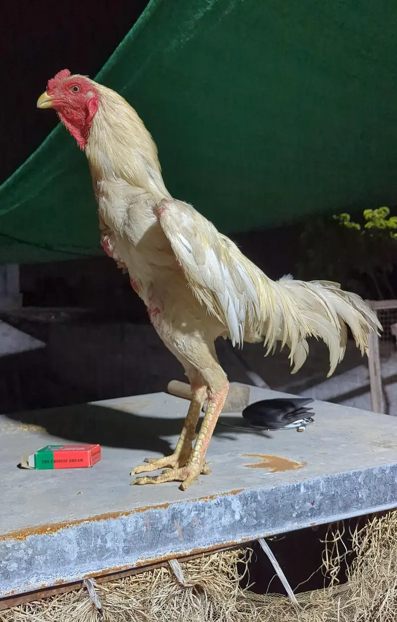 White Thai (trad burmi) Young Patha Available — photo 4