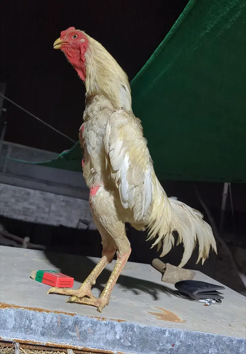 White Thai (trad burmi) Young Patha Available — photo 5