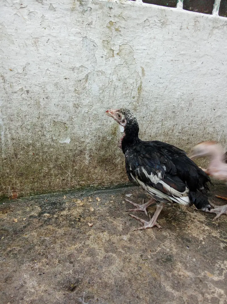 3 chucha aseel — photo 2