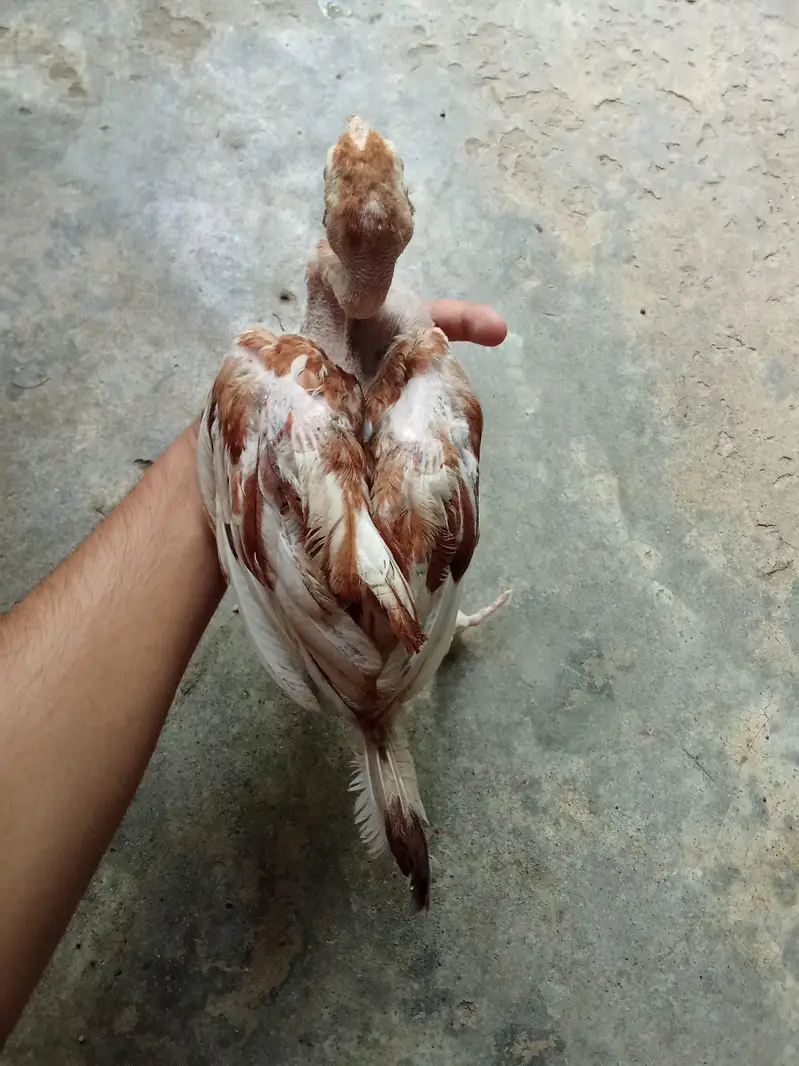 3 chucha aseel — photo 3