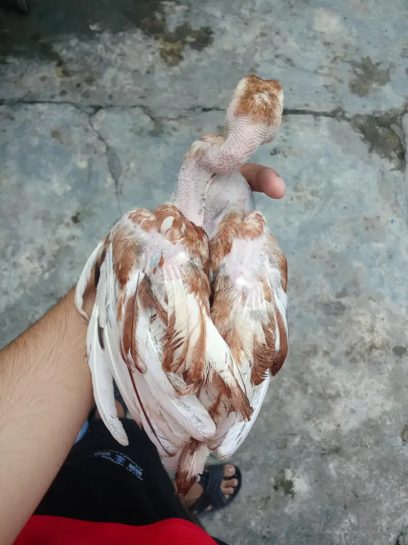 3 chucha aseel — photo 4
