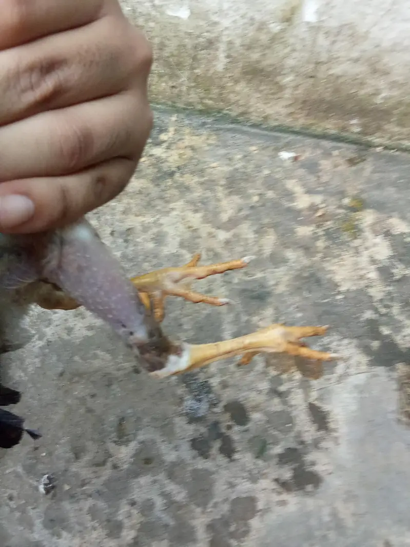 3 chucha aseel — photo 8