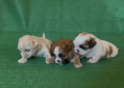 SHIHTZU PUPPY FOR SALE shizu shitzu