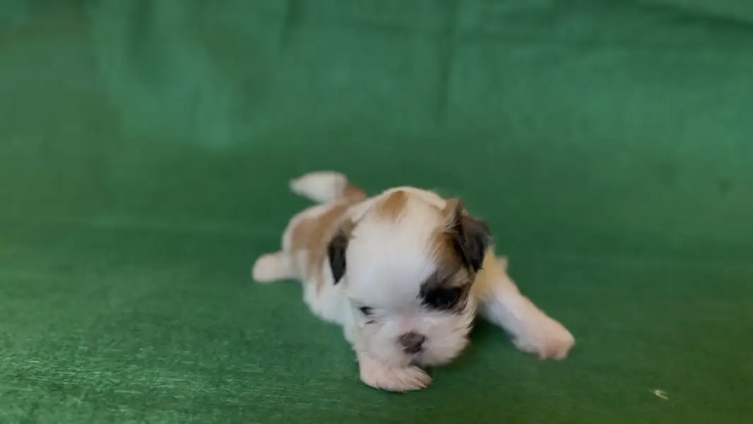 SHIHTZU PUPPY FOR SALE shizu shitzu — photo 2