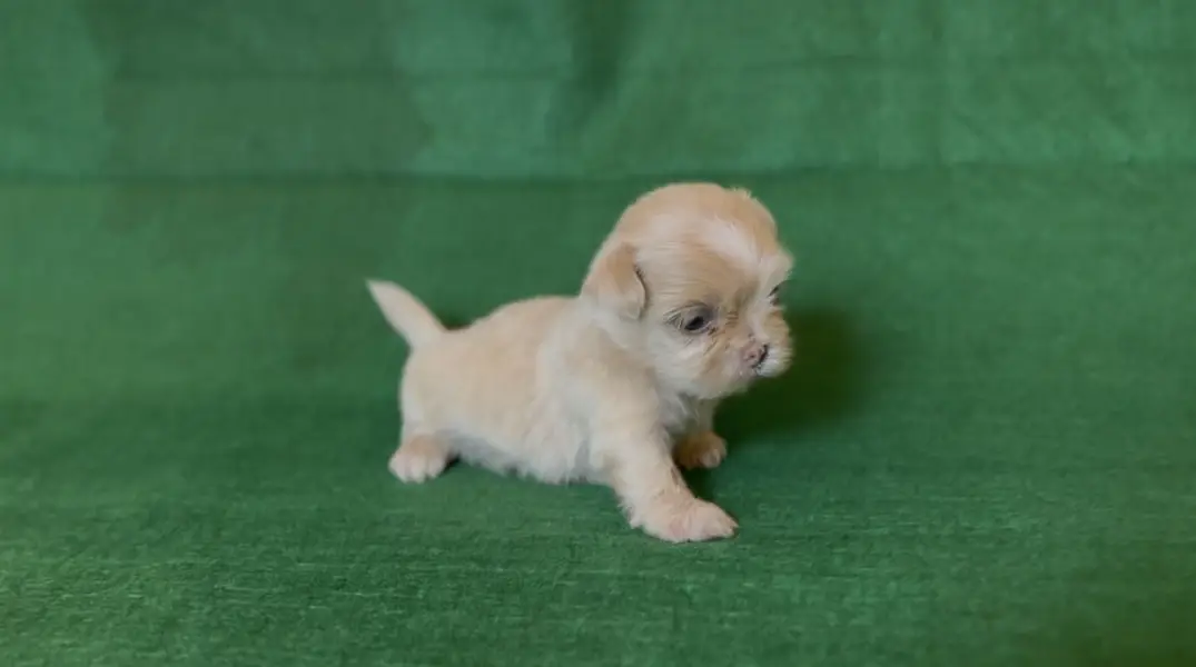 SHIHTZU PUPPY FOR SALE shizu shitzu — photo 3