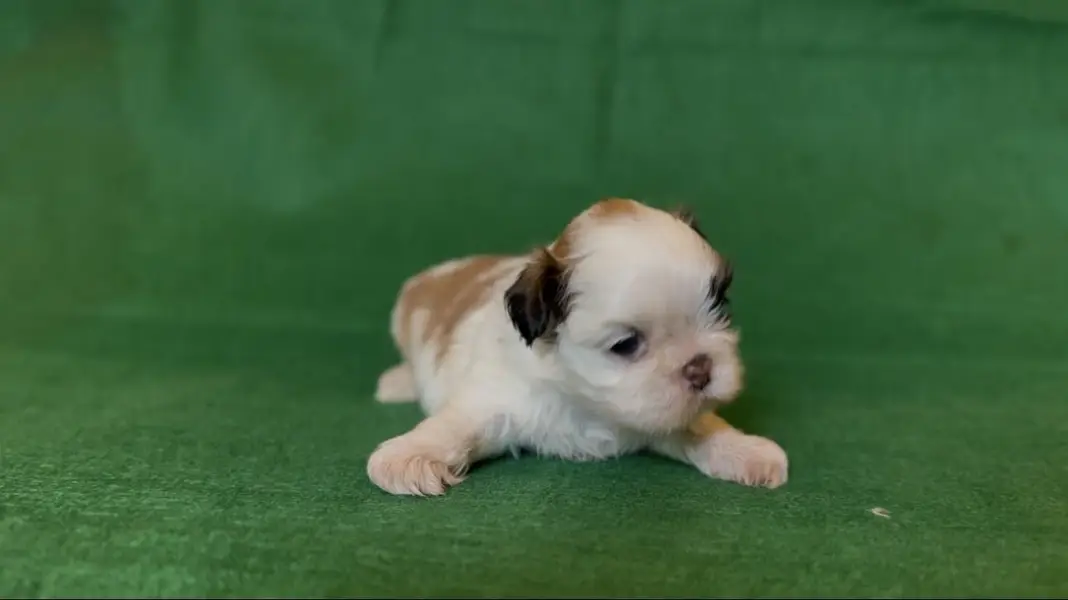 SHIHTZU PUPPY FOR SALE shizu shitzu — photo 4