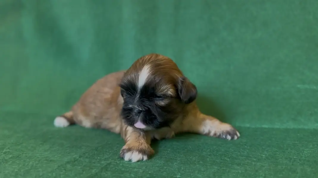 SHIHTZU PUPPY FOR SALE shizu shitzu — photo 5