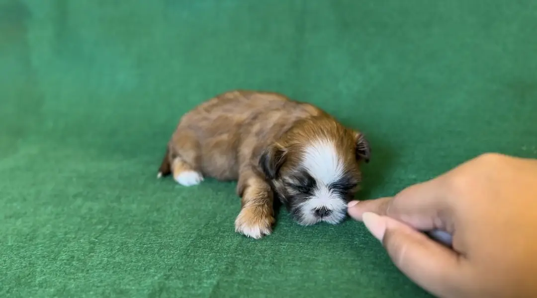 SHIHTZU PUPPY FOR SALE shizu shitzu — photo 6