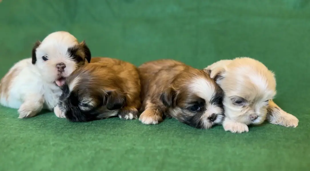 SHIHTZU PUPPY FOR SALE shizu shitzu — photo 7