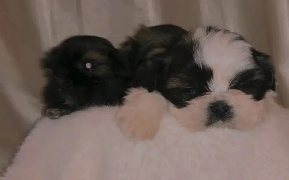SHIHTZU PUPPY FOR SALE shizu shitzu — photo 8