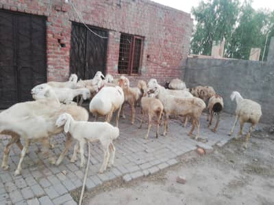 Dumba female and male foe sale
