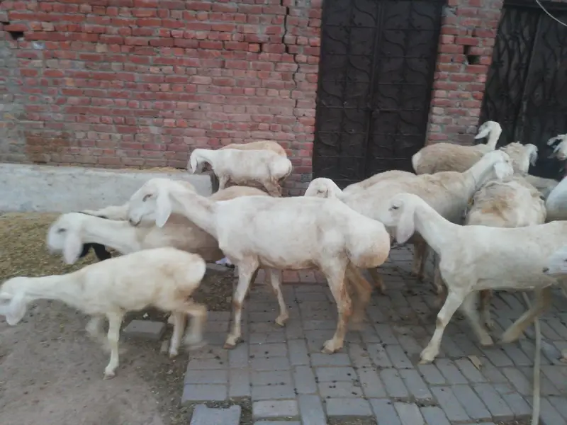 Dumba female and male foe sale — photo 2