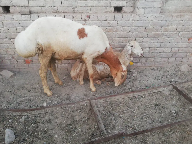 Dumba female and male foe sale — photo 3