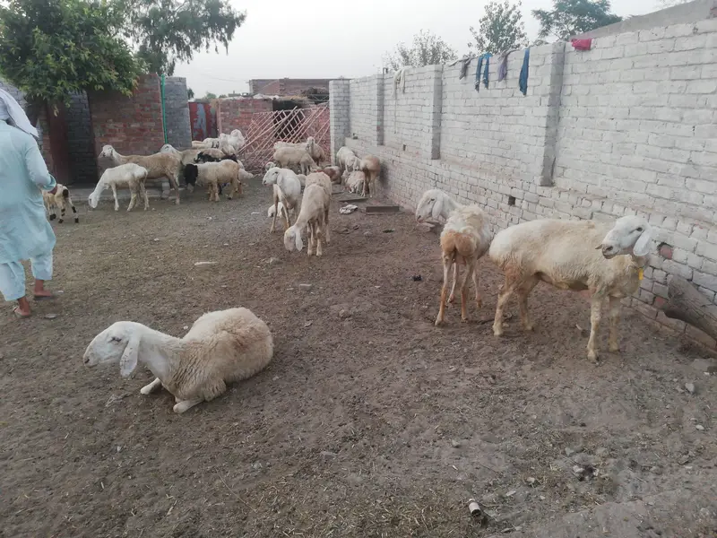 Dumba female and male foe sale — photo 4