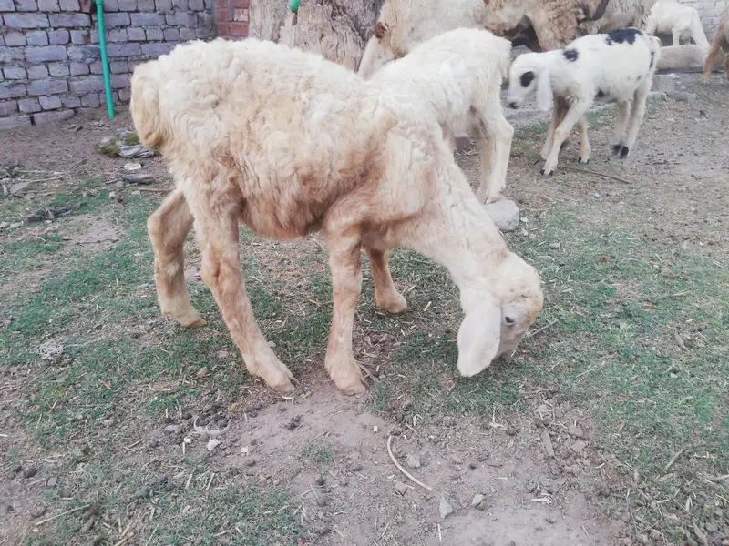 Dumba female and male foe sale — photo 5