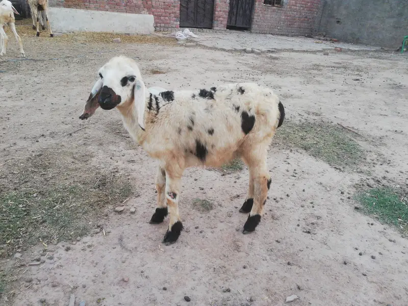 Dumba female and male foe sale — photo 6