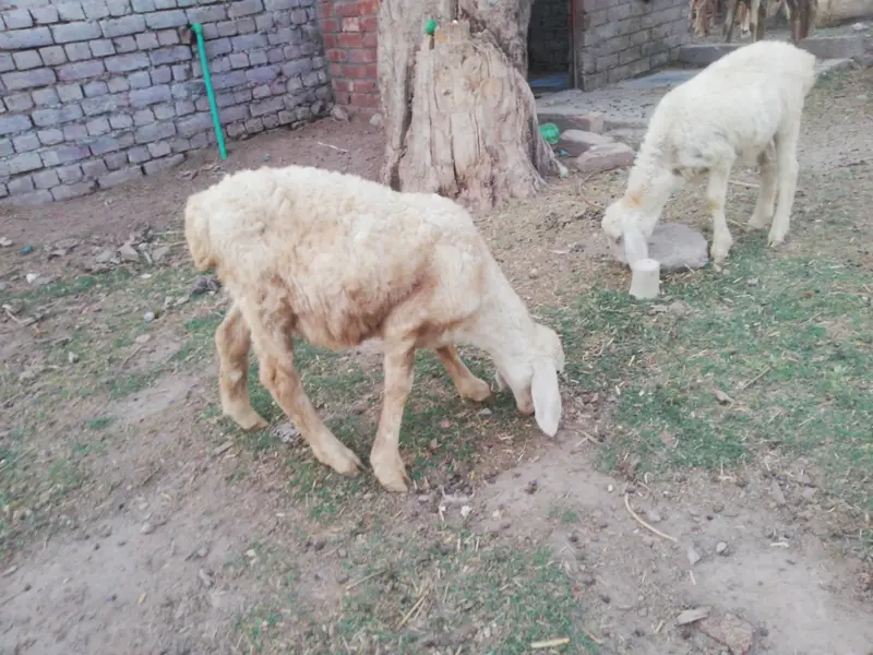 Dumba female and male foe sale — photo 7