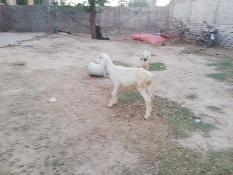 Dumba female and male foe sale — photo 8