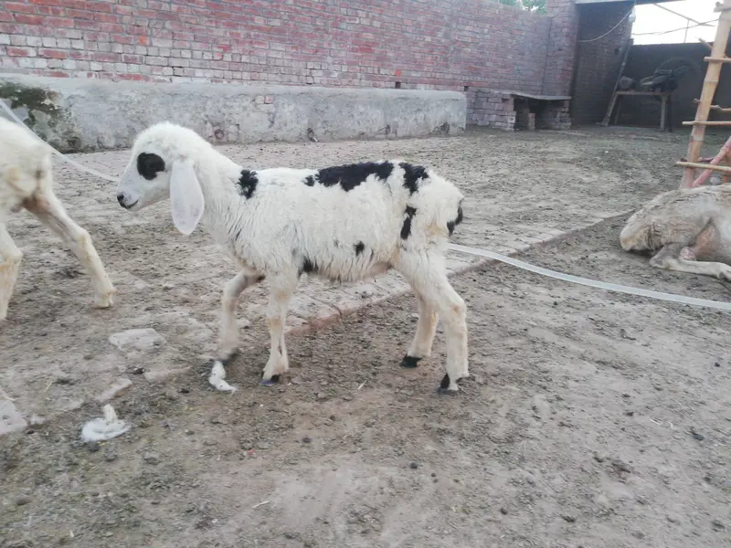 Dumba female and male foe sale — photo 9