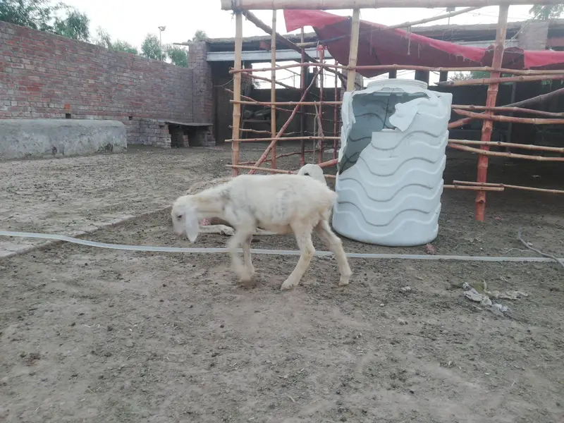 Dumba female and male foe sale — photo 10