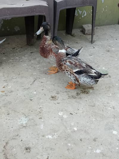 Mallard Duck Male