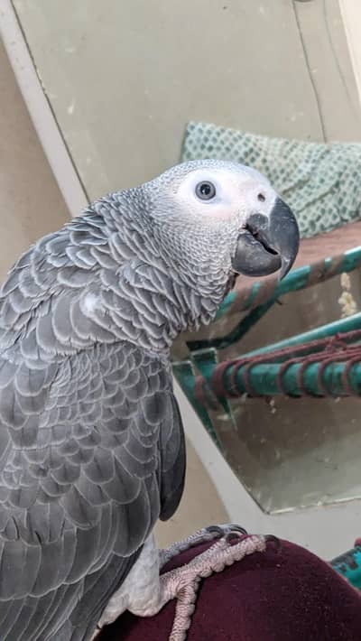African gray parrot