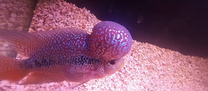 king kamfa monster head golden base