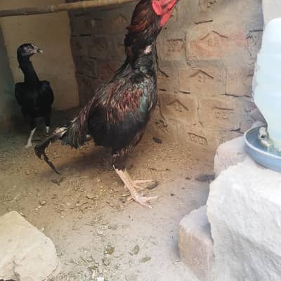Aseel eggs laying female male