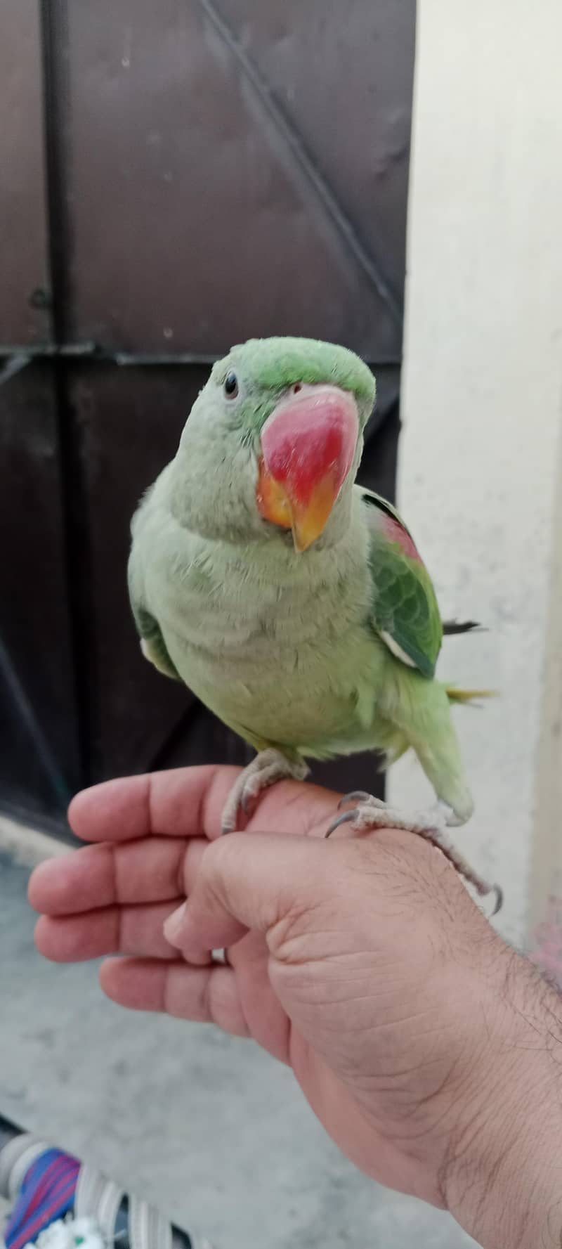 Raw parrot 0
