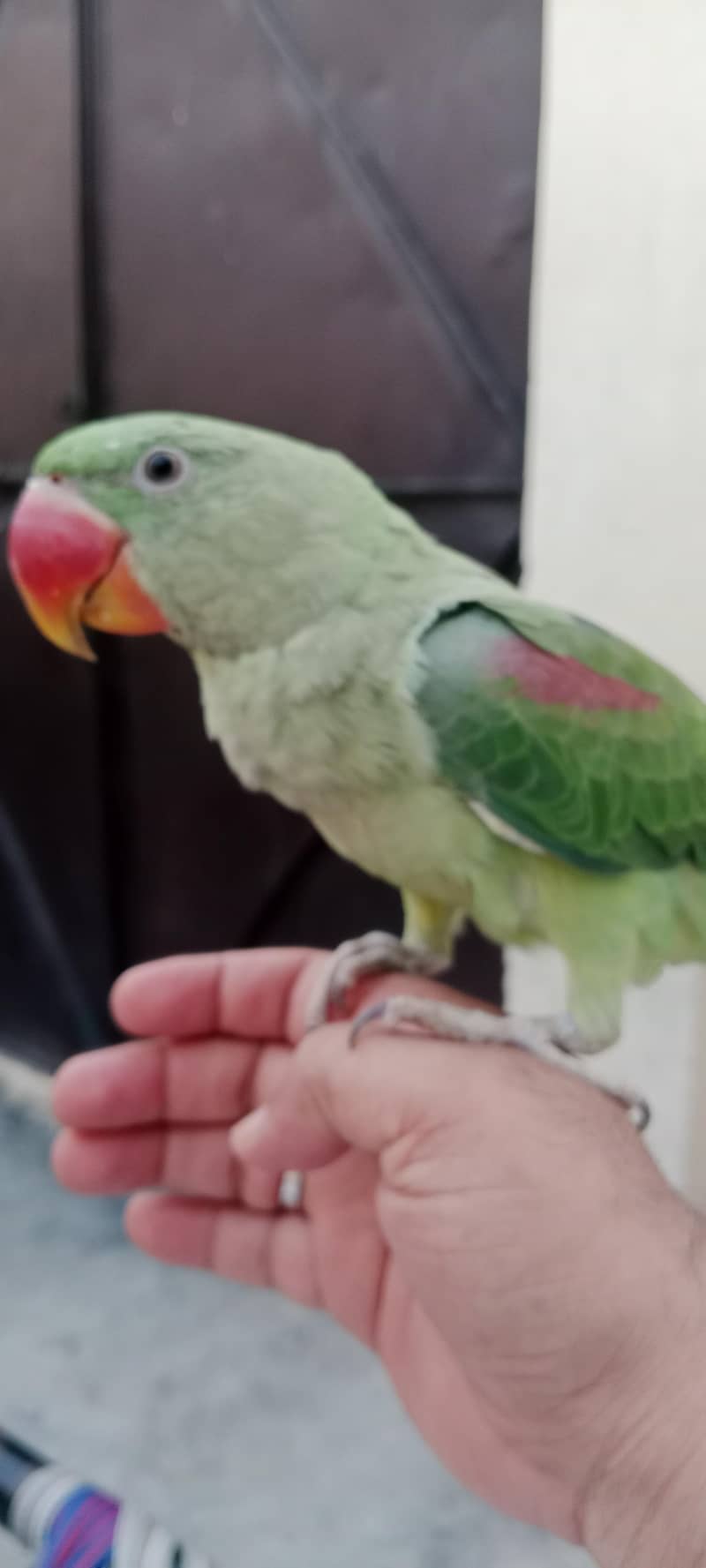Raw parrot 1