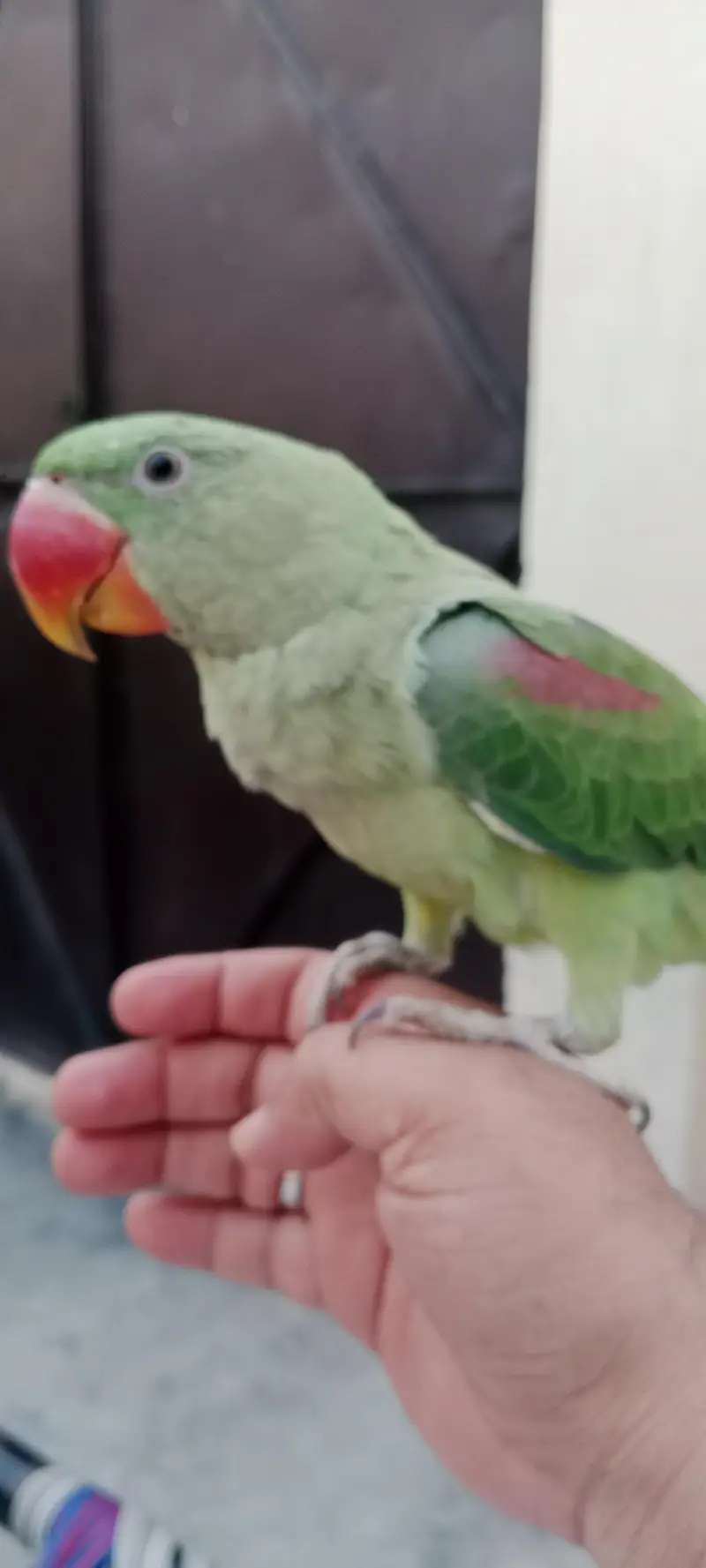 Raw parrot — photo 2