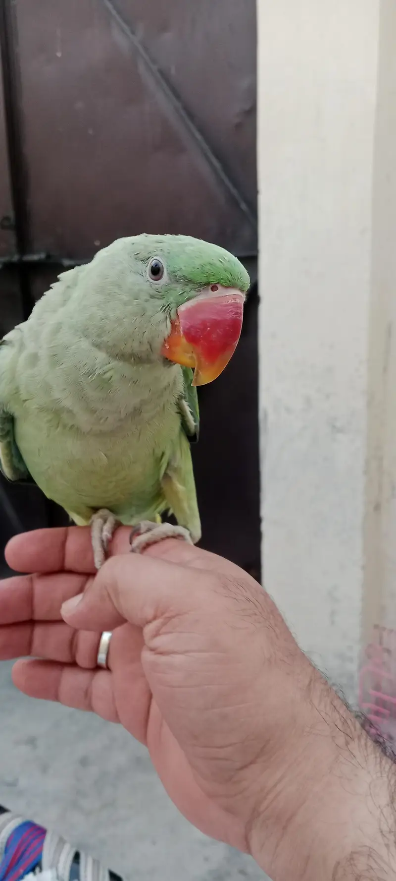 Raw parrot — photo 3