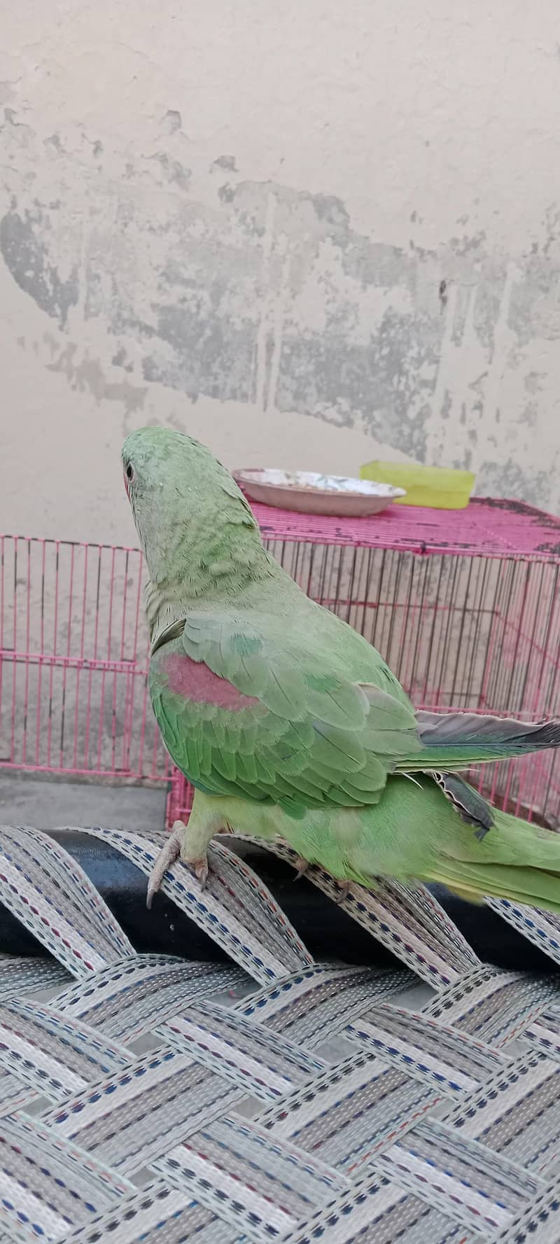 Raw parrot 3