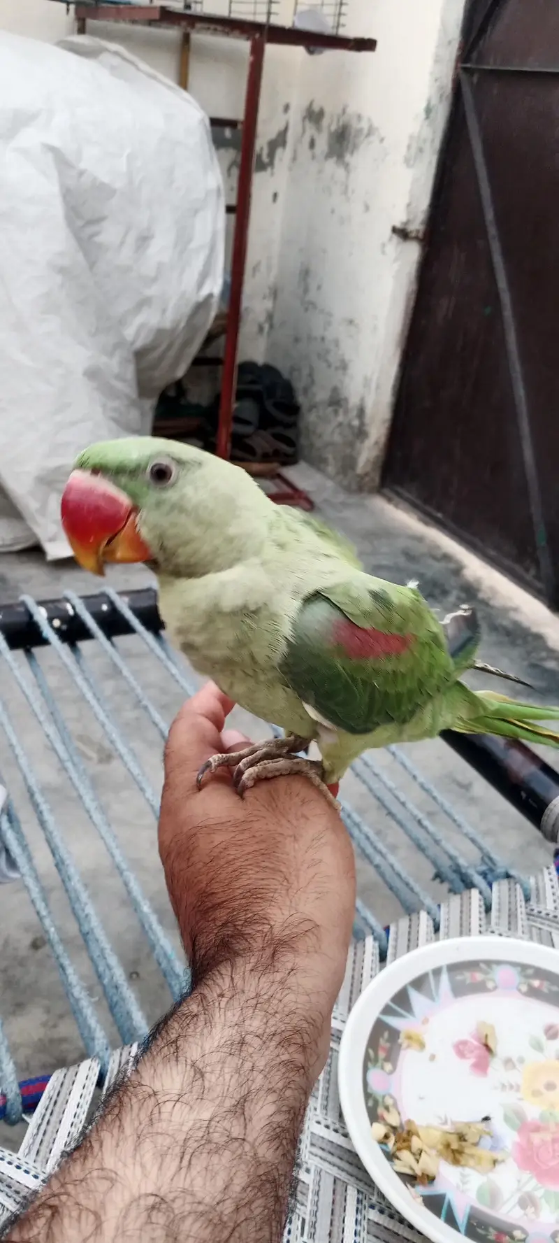 Raw parrot — photo 5