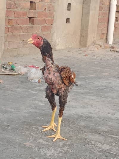 Aseel Shamo pair for sale