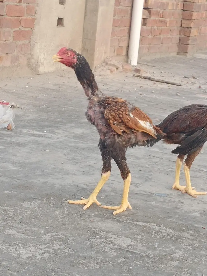 Aseel Shamo pair for sale — photo 2