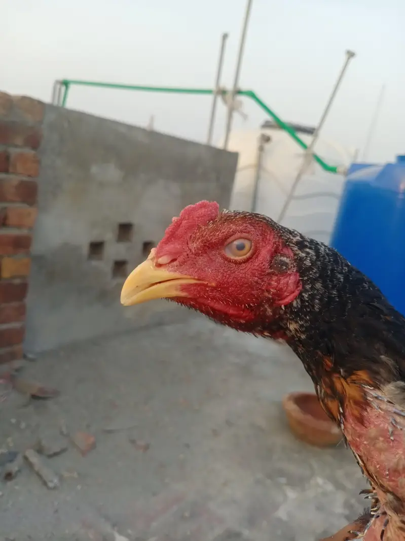 Aseel Shamo pair for sale — photo 4