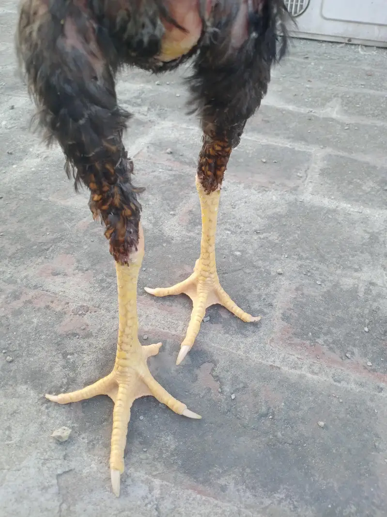 Aseel Shamo pair for sale — photo 8