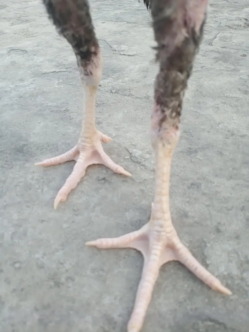 Aseel Shamo pair for sale — photo 9