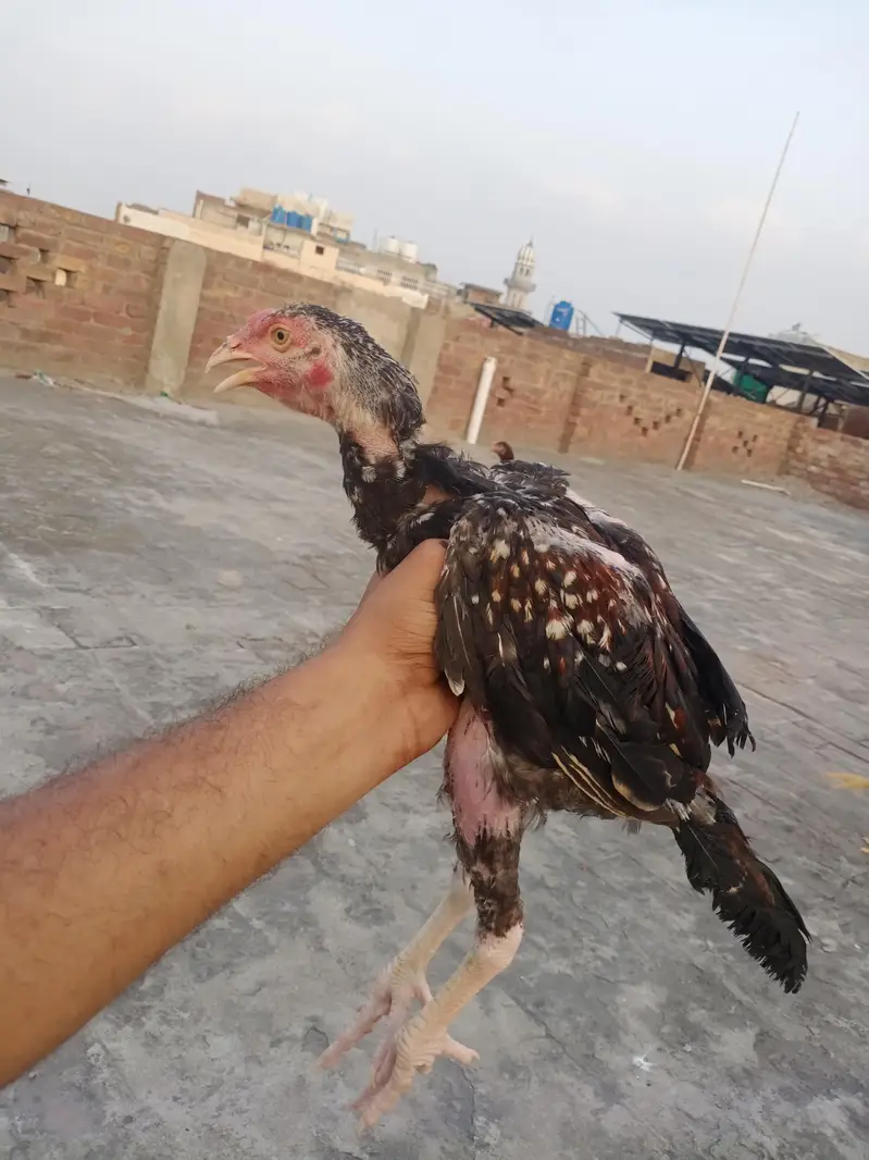 Aseel Shamo pair for sale — photo 10