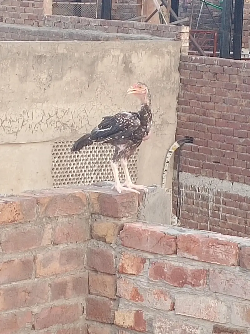 Aseel Shamo pair for sale — photo 12