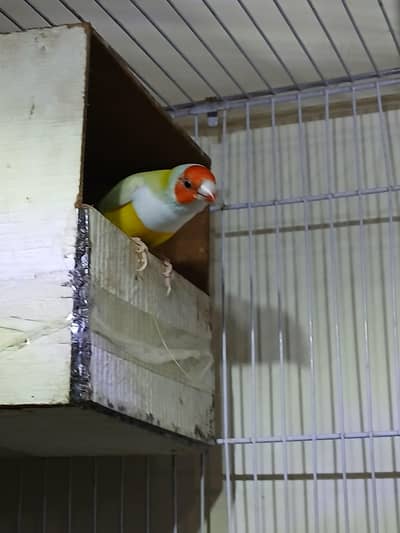 Lutino Goldian breeder pair