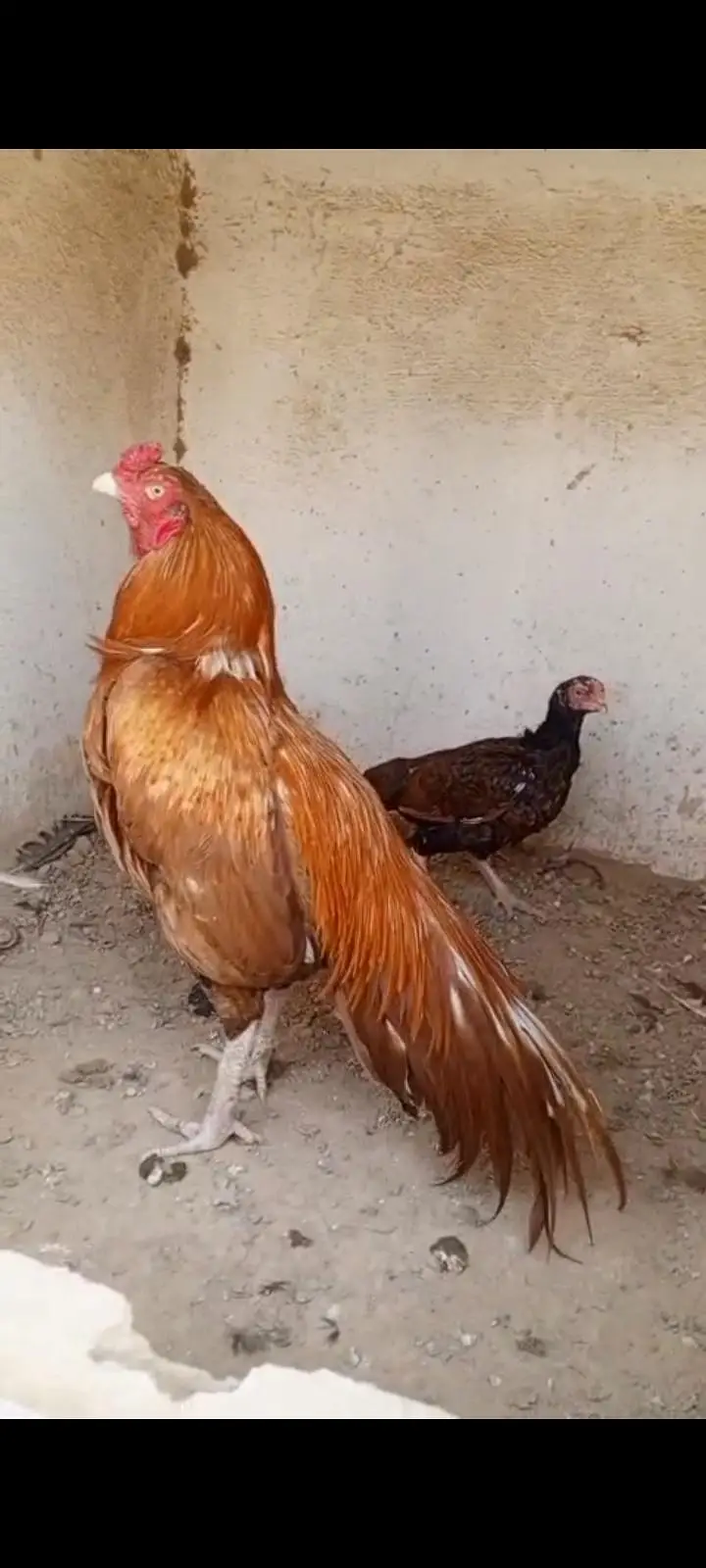 Aseel peela zehreela — photo 2